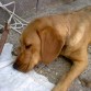 zzzzzzzzzzzzz silencio perro dormido